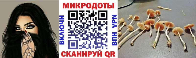 закладка  Всеволожск  Галлюциногенные грибы Psilocybe 